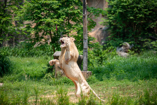 一只雄狮腾空而起。绿色森林背景图片下载