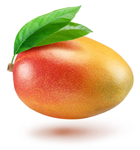 有叶孤立在白色背景上的芒果果实。剪切路径。图片下载