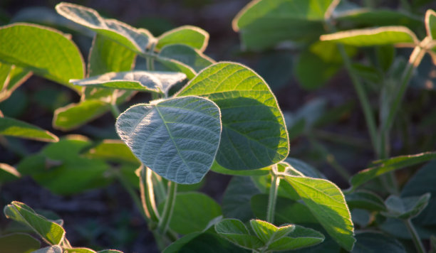绿色大豆叶片特写。晚上柔和的阳光。有选择性的重点。图片下载