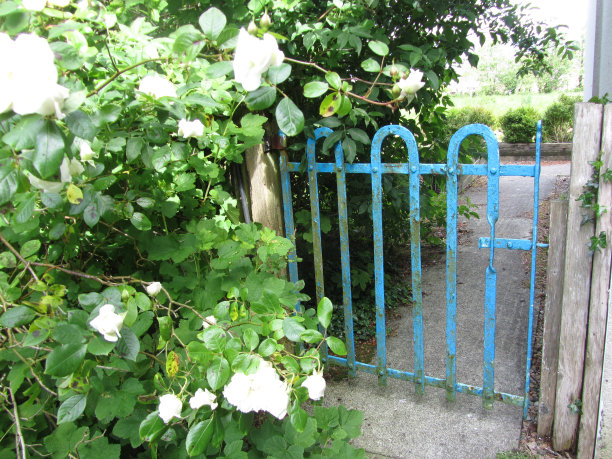 白色的野玫瑰和锈蓝色的侧门图片下载