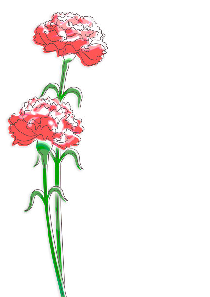 两朵康乃馨的插图。母亲节等等。图片下载