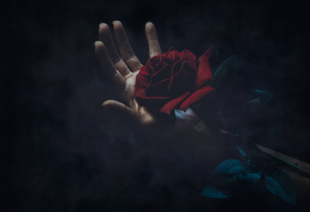 特写女人的手提供一个红玫瑰在黑暗中对黑色背景。激情和神秘的概念。副本的空间。图片下载