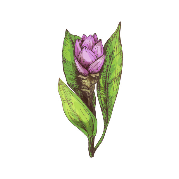 枝姜黄植物与叶和花的年份图片下载