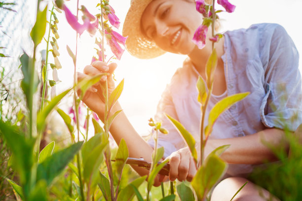 园丁在夏天的花园里用剪枝把毛地黄的花剪下来。洋地黄盛开。采摘花朵图片下载
