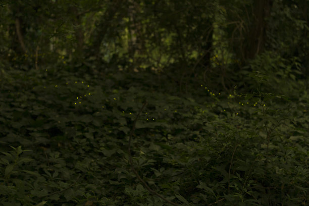 夜晚的萤火虫图片下载