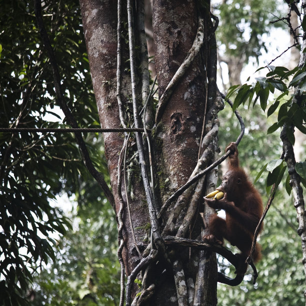 森林中树干上的猴子照片图片下载