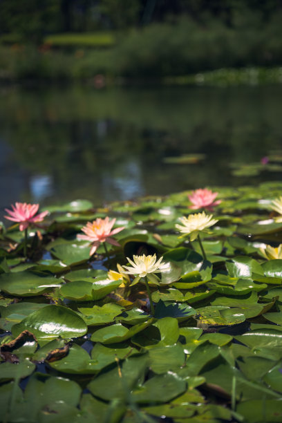 阳光灿烂的莲花图片下载