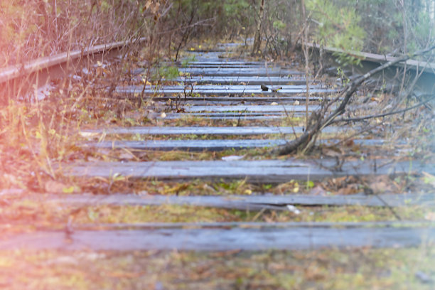森林中废弃的旧铁轨，铁轨上长满了野草，田野深度很浅。软的焦点。图片下载