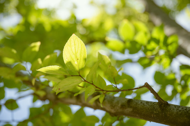 阳光照射的叶子图片下载