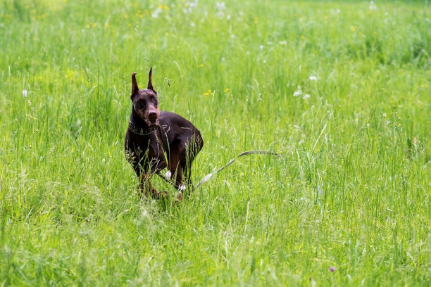 棕色的杜宾犬，脖子上挂着一条链子和一条皮带，在绿色的草地上奔跑图片下载