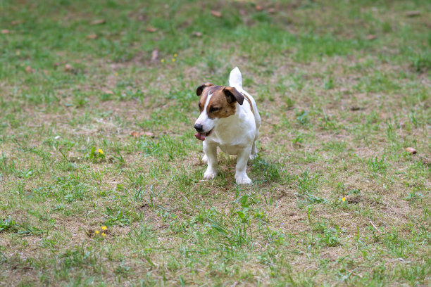 杰克罗素梗，在公园里散步。图片下载