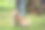 拴着狗绳的柴犬在公园里散步。图片下载