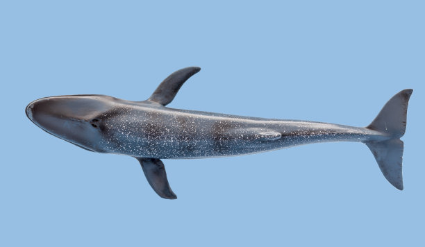 蓝色背景上的鲸鱼视图。绝缘图片下载