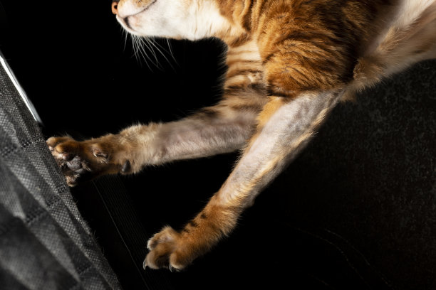 猫的爪子攻击图片下载