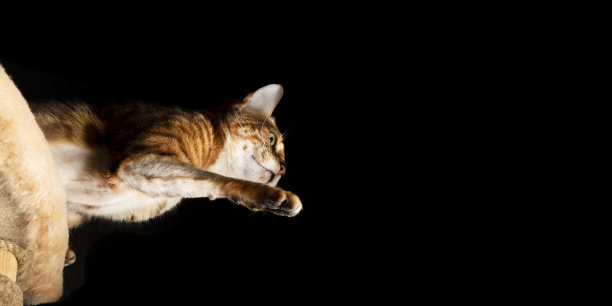 猫的爪子攻击图片下载