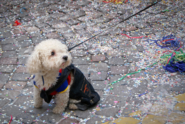 在五彩纸屑中悲伤的狗。图片下载