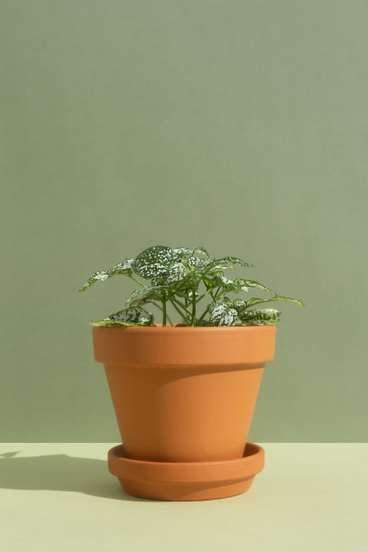 家庭植物fittonia在一个粘土棕色花盆上的绿色背景。极简主义的概念。现代室内的室内植物图片下载