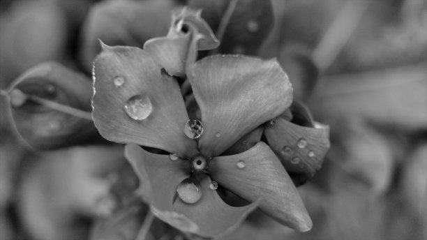 马达加斯加长春花是一种常见的花园观赏植物。它也被认为是用于治疗癌症的化合物的来源。图片下载