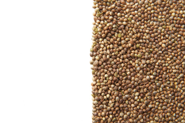 白色背景的大麻或大麻种子。方位的。图片下载