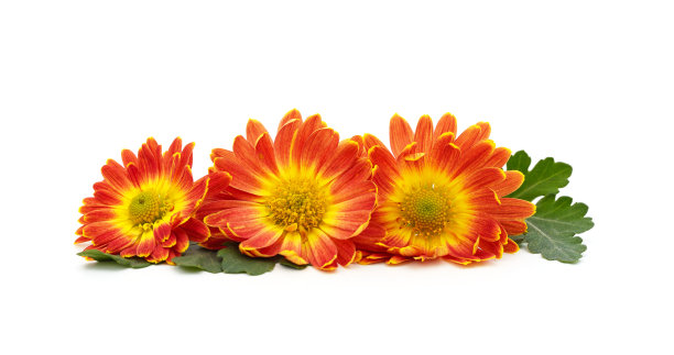 美丽的黄色的菊花。图片下载