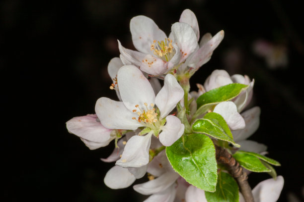 苹果花花图片下载