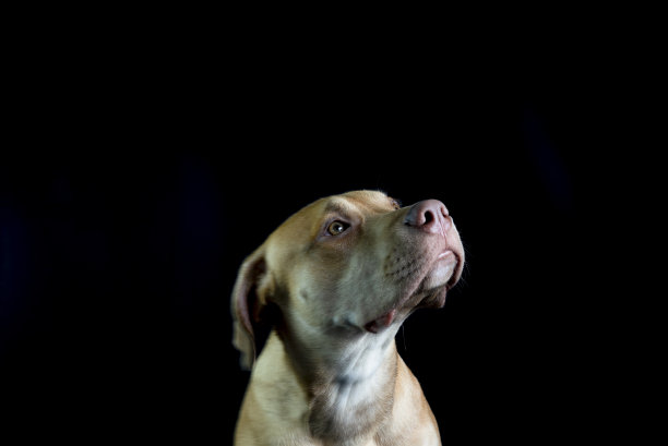 棕色斗牛犬在黑色背景下抬头的肖像。图片下载