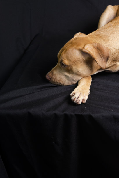 一张躺在黑色背景下的斗牛犬肖像。图片下载