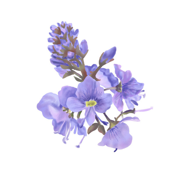 植物水彩插图维罗妮卡花孤立在白色背景图片下载