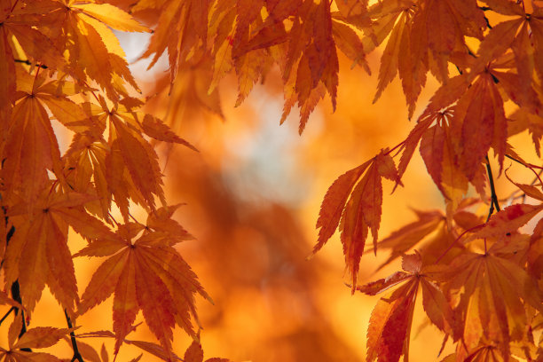 秋天的落叶图片下载