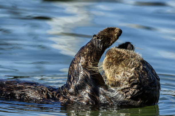 平静海水中休息的野生海獭特写图片下载