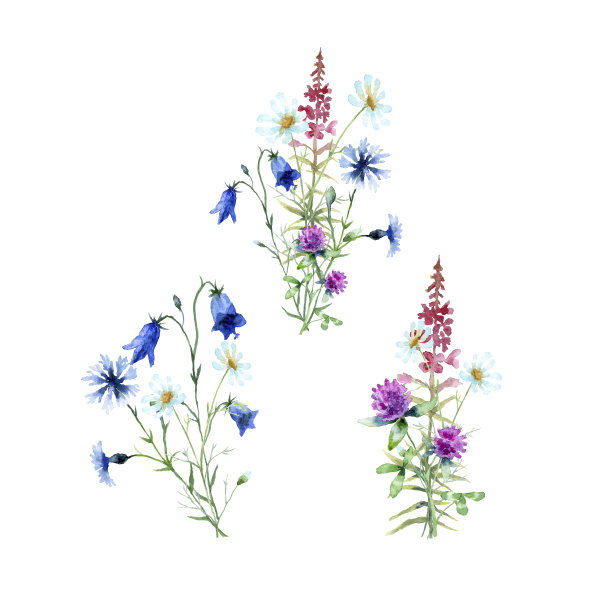 水彩花束洋甘菊，蓝铃花，粉红色杂草，矢车菊，红三叶草孤立在白色背景。图片下载
