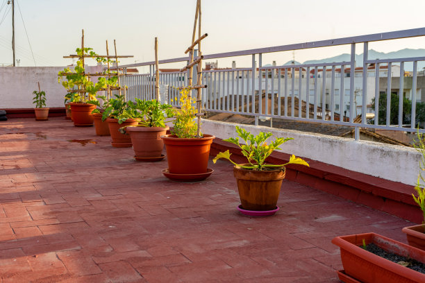 市景花园的塑料盆内各种蔬菜齐全生产。生态食品的概念。图片下载