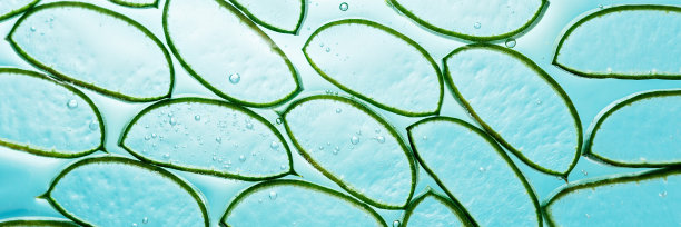 芦荟片纹理与凝胶在蓝色的背景。图片下载