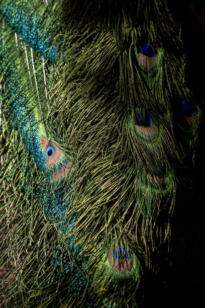 一只孔雀的特写图片下载