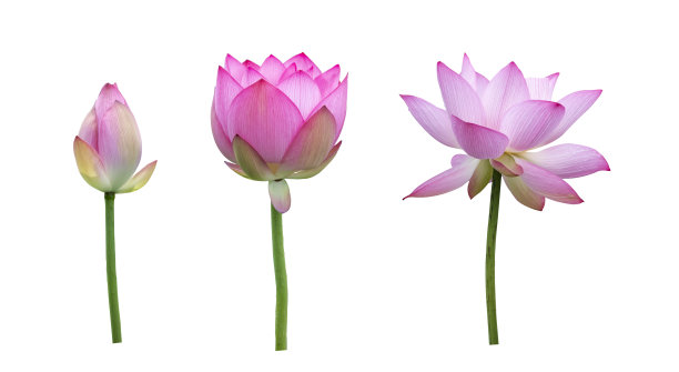 莲花孤立图片下载