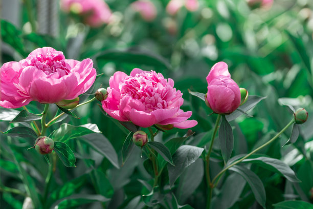 一丛粉红色的重瓣牡丹在花园里开放。图片下载