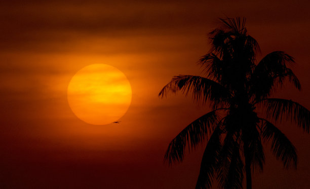 日落，小鸟和椰子树图片下载