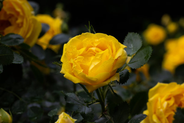 黄色的玫瑰在花园里图片下载