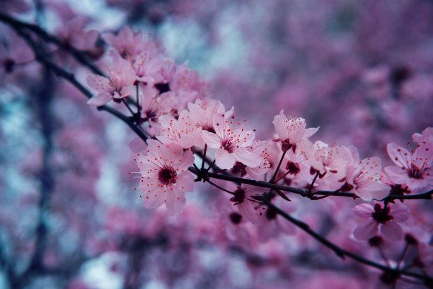 樱花微距摄影图片下载