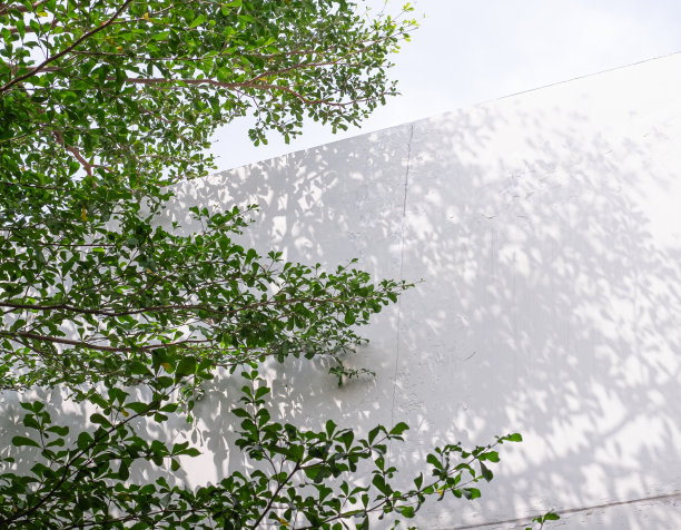 自然的影子图片下载