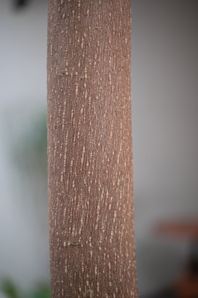 自然的影子图片下载