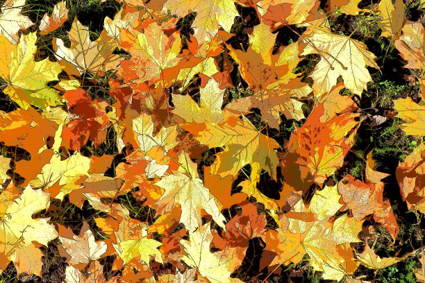 枫叶的背景。“印第安夏”指的是一段异常温暖、干燥的天气。许多美丽多彩的枫叶躺在草地上。叶结构说明图片下载