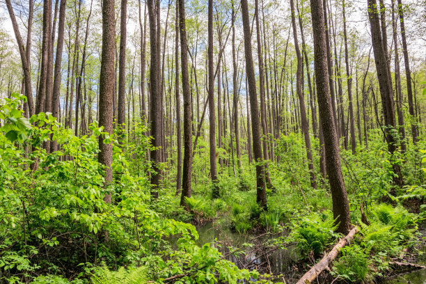 俄罗斯中部森林里的沼泽图片下载