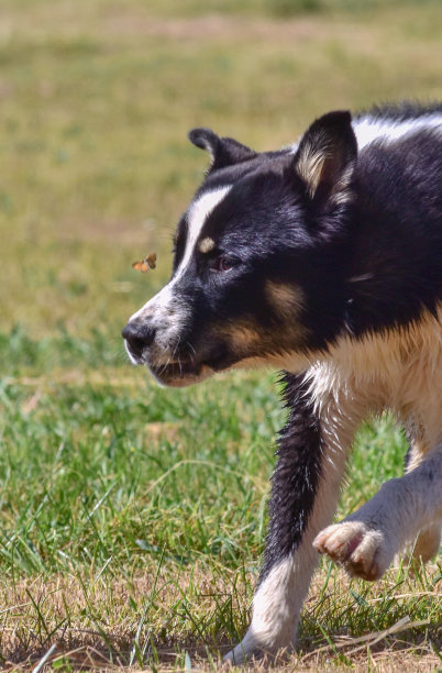 无耻的蝴蝶图片下载