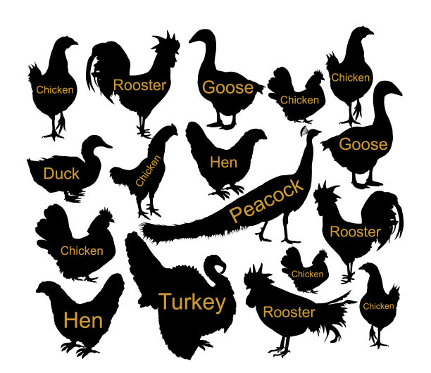 农场禽鸟收集剪影图片下载