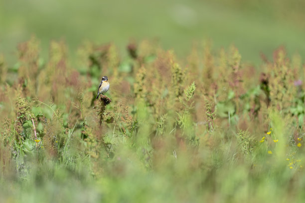 开花草地上的Whinchat(萨奇科拉)图片下载