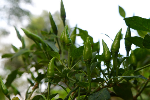 辣椒树图片下载