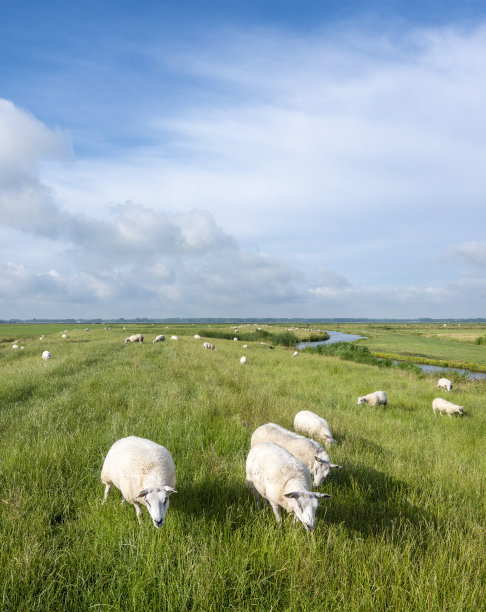 荷兰阿默斯福特附近，羊群在蓝天下的绿色草地上吃草图片下载
