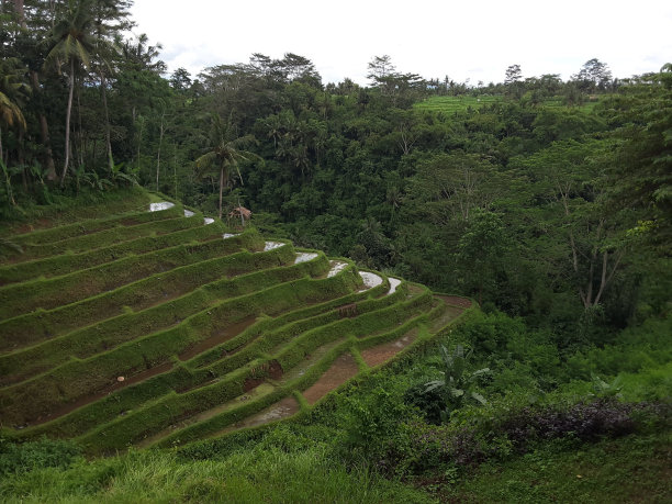 美丽的稻田图片下载