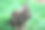 可爱可爱的小兔子在绿色的草地上，以自然的散景为背景图片下载